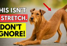 If Your Dog Stretches When They See You… This Is What It Really Means